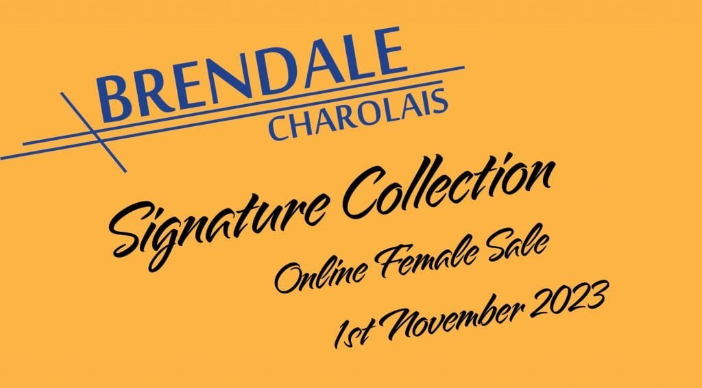 Brendale Signature Collection Female Sale Charolais